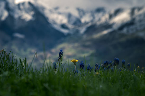 Scenic view of snow-capped mountains in the distance, framed by green pine trees and blooming flowers on the foreground's meadow during a sunny spring day.
