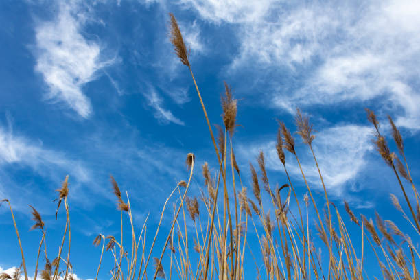 Golden wheat fields under a blue sky.