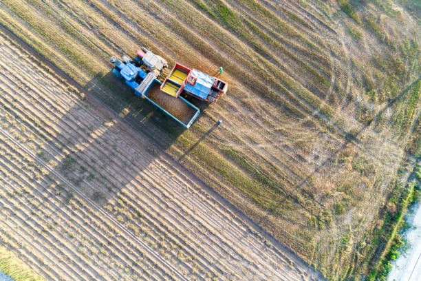 istock Directly above drone view. Potato Harvester unloads potatoes into a tractor with a trailer. Seasonal harvesting of potatoes. 2151617122