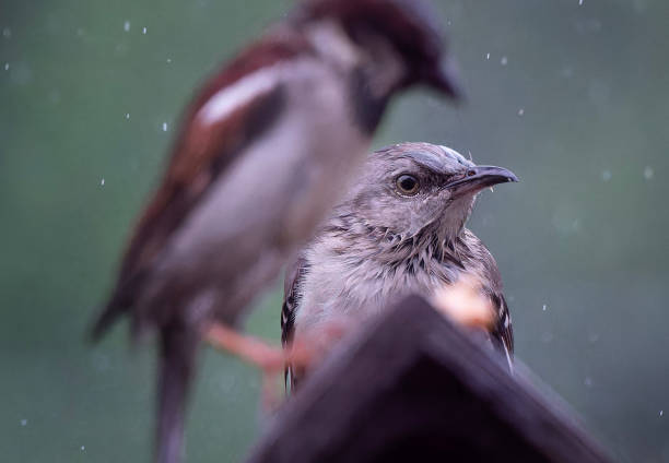 istock A Northern Mockingbird on the bird feeder 2151618107