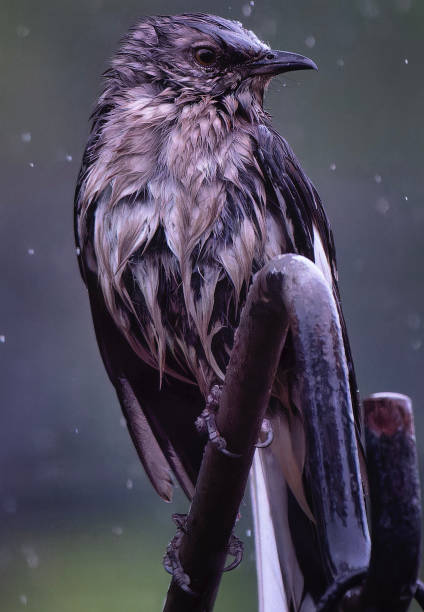 A Northern Mockingbird on the bird feeder