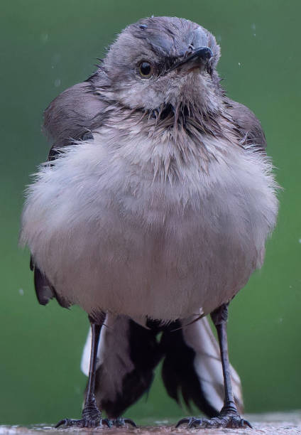A very puffed up Northern Mockingbird