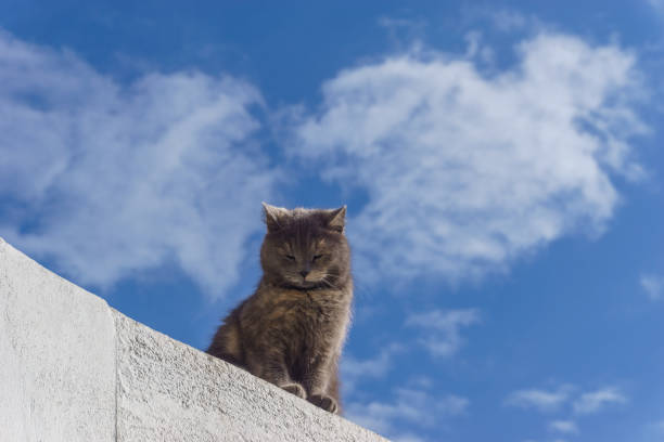 istock Grey cat sitting on a rooftop with cloudy blue sky on a sunny day 2151618314