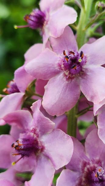 istock Spring Flowers and Spider closeups 2151618646