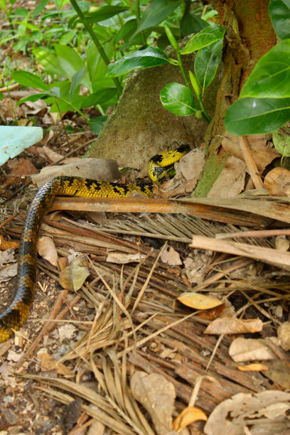 istock Caninana snake, Spilotes pullatus, view of the tail, between vegetation and debris 2151619533