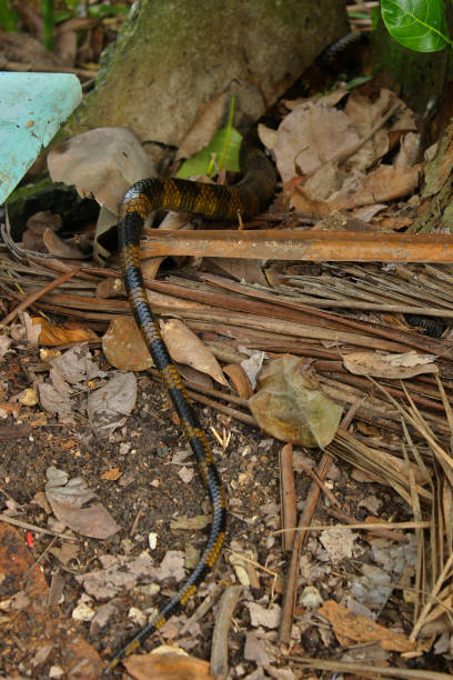 istock Caninana snake, Spilotes pullatus, view of the tail, between vegetation and debris 2151619578