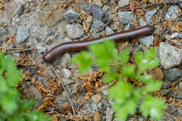 istock American Giant Millipede 2151620618