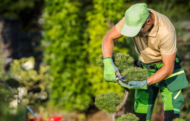 istock Professional Garden Worker Trimming Garden Plants Using Secateurs 2151620632