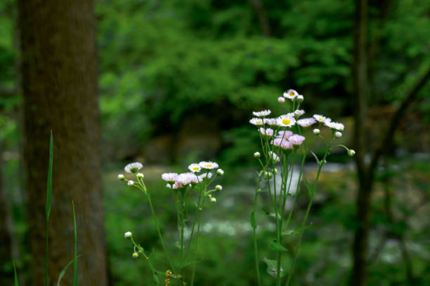 Wildflowers on the bank of Arbuckle Creek, New River Gorge National Park, West Virginia.