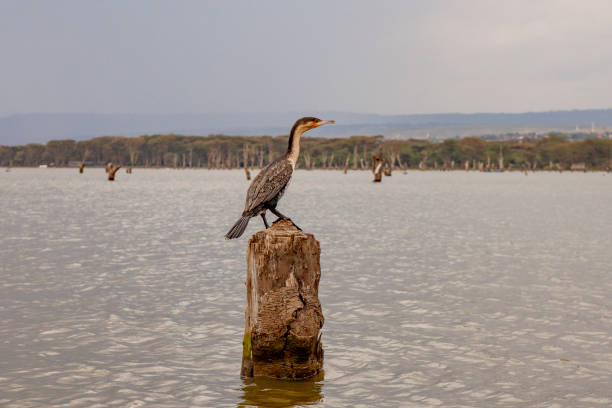 Lake Naivasha, Nakuru County, Kenya