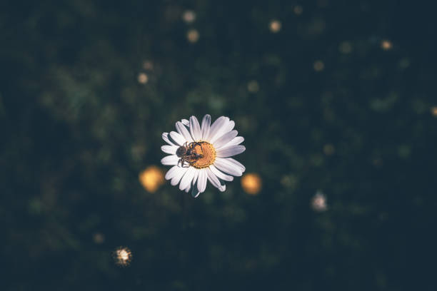 Spider predation on a daisy flower in the garden - retro, vintage style look