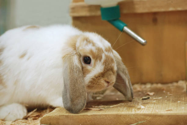 istock Baby Holland Lop bunny 2151621963