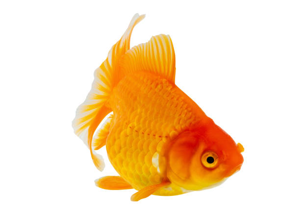 istock Oranda goldfish isolated on white background close up 2151624617