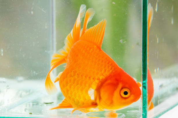 Oranda goldfish in aquarium fish tank close up