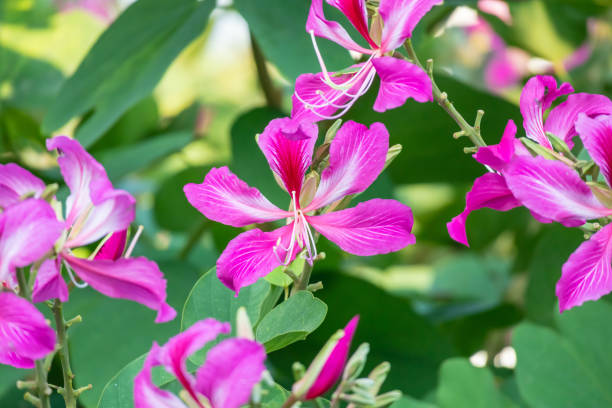 istock Pink Bauhinia flower blooming on tree close up 2151624704