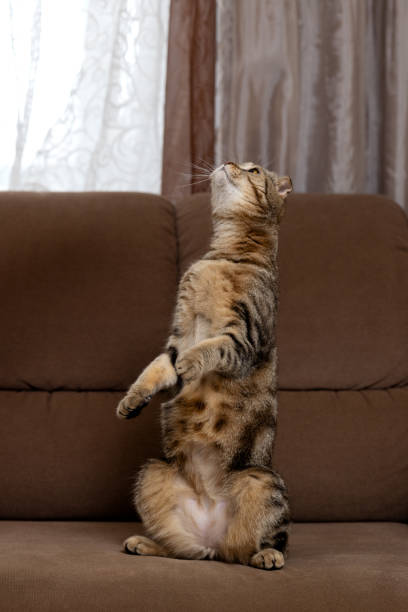 istock Scottish fold-eared fold-eared cat sits on its hind legs on a brown sofa and looks up with its front paws raised 2151624935