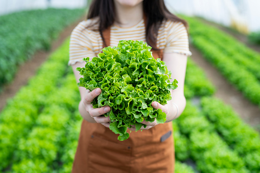 Young female farmer picking fresh organic salads in greenhouse.