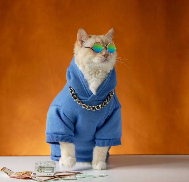 Rich cat in a blue hoodie, with a gold chain and sunglasses sits near money. Orange background Сoncept of financial technologies. A businessman solves the issues of investing, saving money money cat stock pictures, royalty-free photos & images