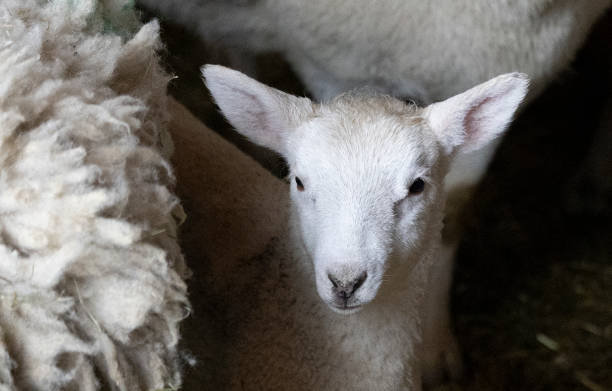 istock Baby lamb standing beside its mother. 2151627204