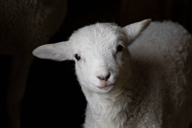 istock Adorable young white lamb with curly hair staring at the camera. 2151627207