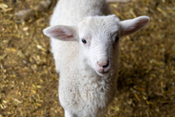 istock Domestic lamb standing on yellow straw looking up at the camera 2151627209