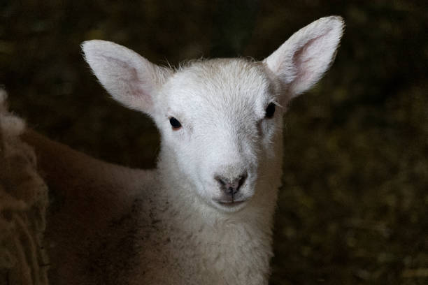 istock A white baby lamb staring at the camera. 2151627213