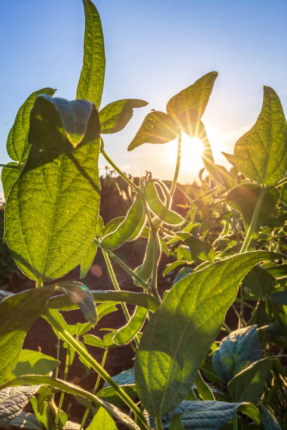 istock Soybean field in a sunny day. Agricultural scene. 2151627792