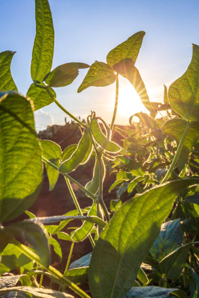 istock Soybean field in a sunny day. Agricultural scene. 2151627793
