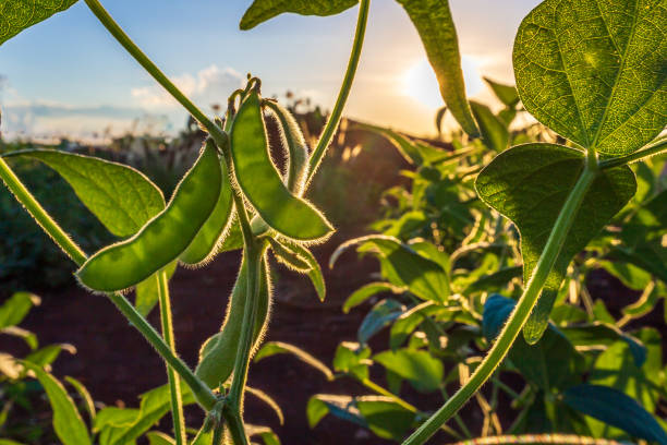 istock Soybean field in a sunny day. Agricultural scene. 2151627794