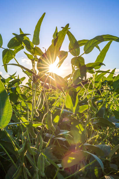 istock Soybean field in a sunny day. Agricultural scene. 2151627805