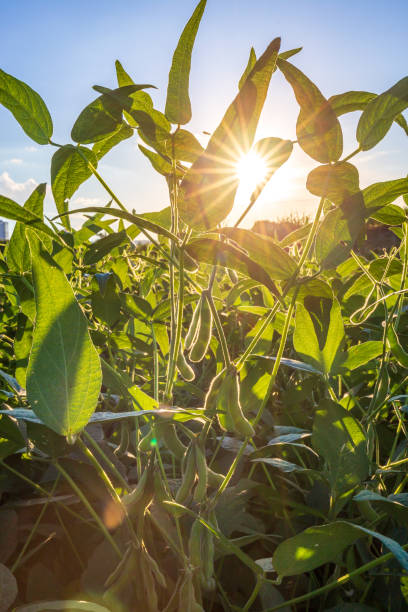istock Soybean field in a sunny day. Agricultural scene. 2151627806