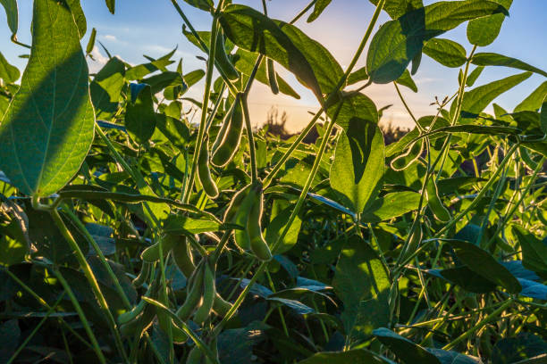 istock Soybean field in a sunny day. Agricultural scene. 2151627807