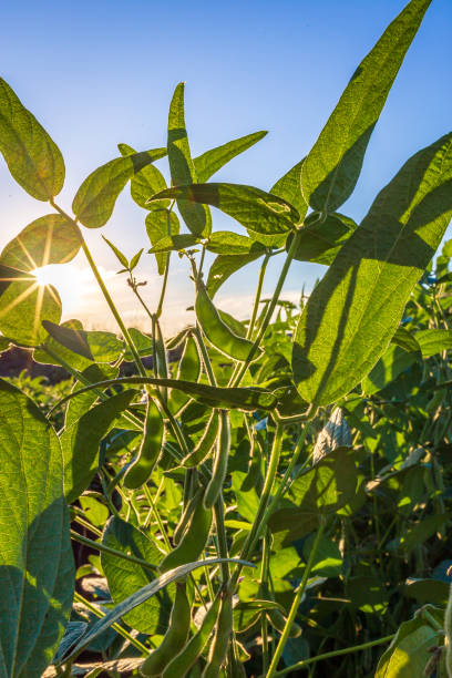 istock Soybean field in a sunny day. Agricultural scene. 2151627808