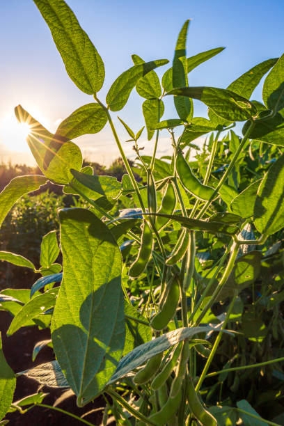 istock Soybean field in a sunny day. Agricultural scene. 2151627809