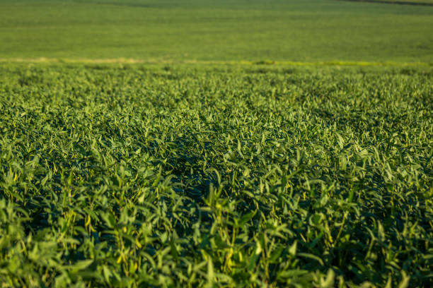 Photo taken by drone over a sorghum plantation.