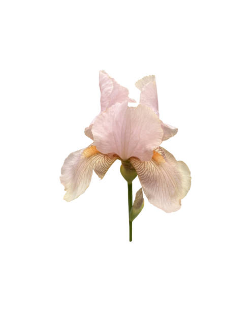 istock Iris germanica tender light pink beige garden flower with bud and stem selective focus close-up, cutout with clipping path object, floral element of design, decor 2151630789