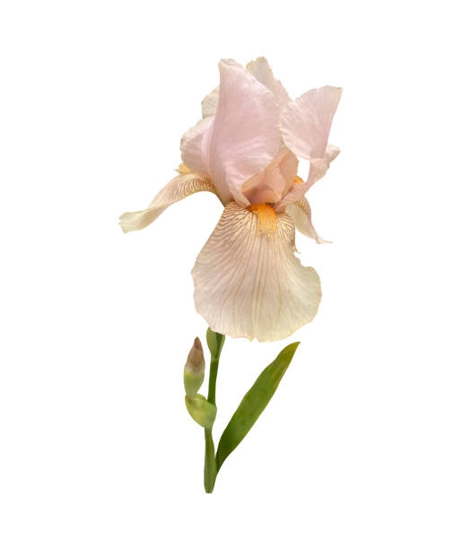Iris germanica tender light pink beige garden flower with bud and stem selective focus close-up, cutout with clipping path object, floral element of design, decor