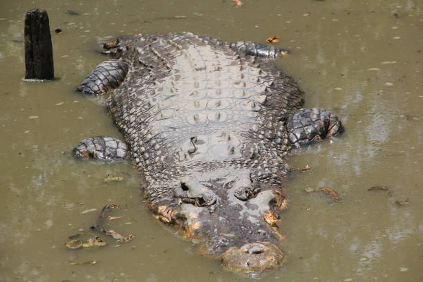 crocodile taking a dip in hot weather