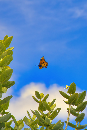 Carefree deailed and colorful monarch butterfly flying overhead.