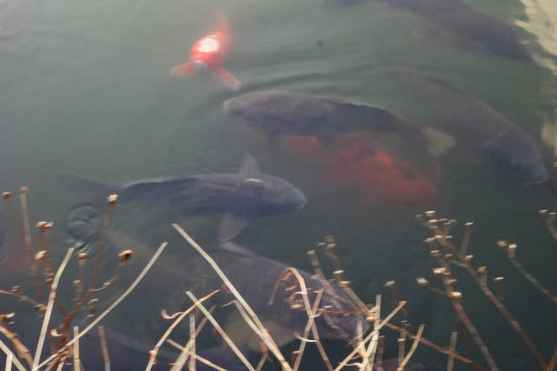 A flock of Nishikigoi swimming leisurely in a forest pond.