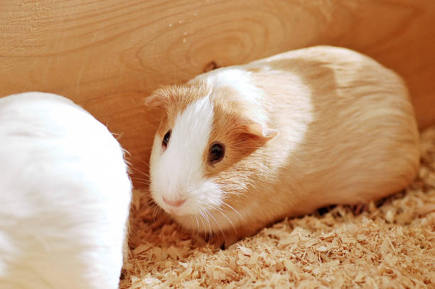 istock Close-up of cute guinea pig 2151637331