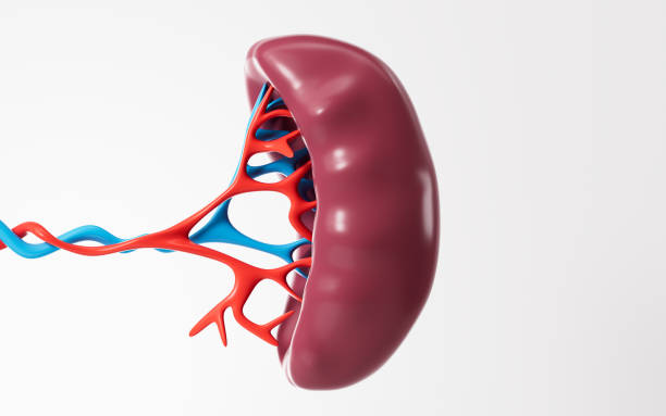 istock Human blood vessel and splenic organ model, 3d rendering. 2151638614