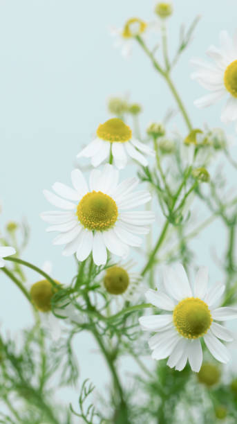 istock Chamomile herb on light blue background. Natural floral background. 2151638694