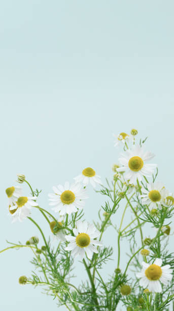 istock Chamomile herb on light blue background. Natural floral background. 2151638698
