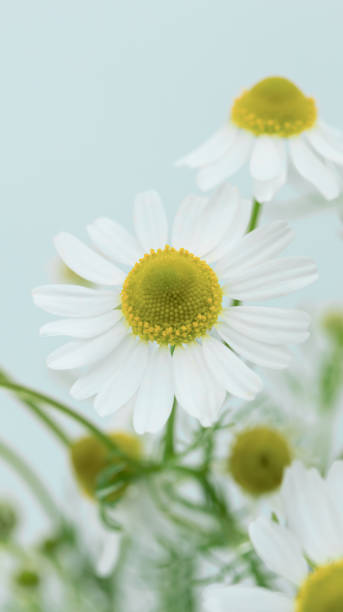 istock Chamomile herb on light blue background. Natural floral background. 2151638699
