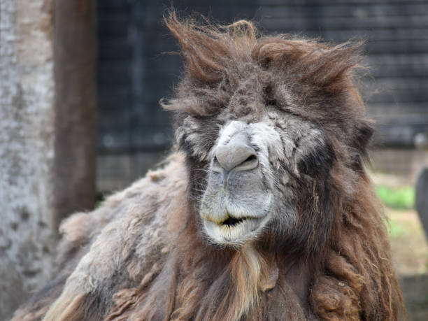 istock funny looking old camel with bad hair 2151639889