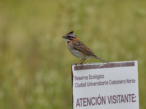 rufous-collared sparrow or Andean sparrow (Zonotrichia capensis) on a sign of reserva ecologica costanera norte ecological reserve, Buenos Aires