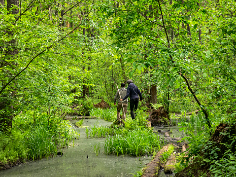Tambov, Russia - May 23, 2022: Tourists using long poles make their way through a swamp in a mixed forest