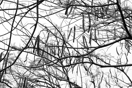 Intermingling Tree Branches (in monochrome)