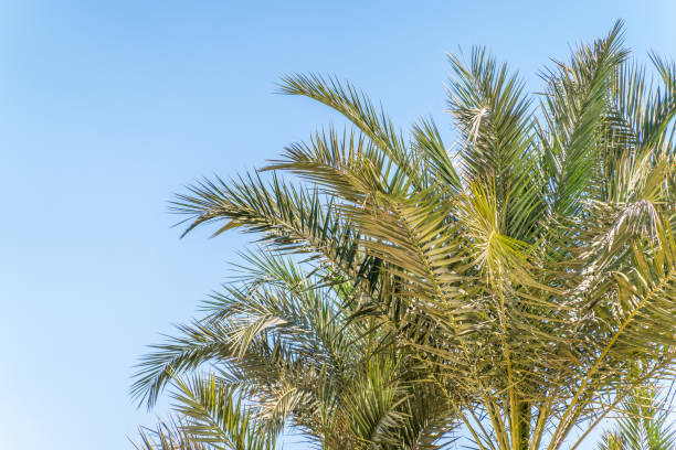 istock Palm tree with green leaves on blue background 2151645336